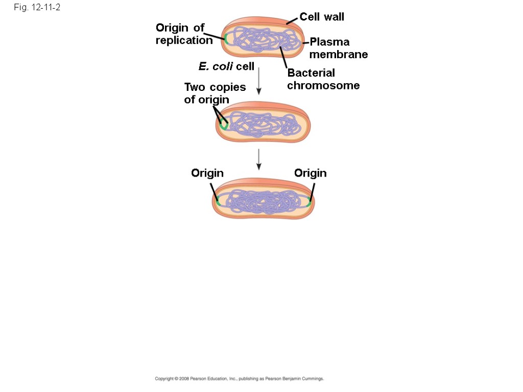 Fig. 12-11-2 Origin of replication Two copies of origin E. coli cell Bacterial chromosome